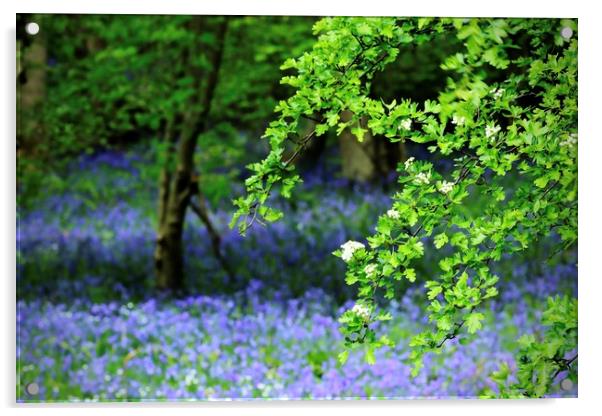 Bluebell Woods Morpeth Northumberland Acrylic by David Thompson