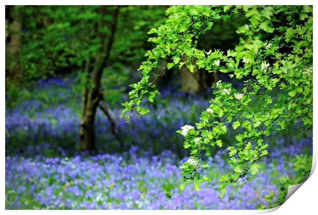 Bluebell Woods Morpeth Northumberland Print by David Thompson