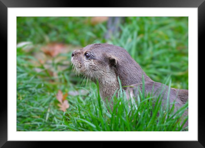 Portrait on an Otter in the grass Framed Mounted Print by Simon Marlow