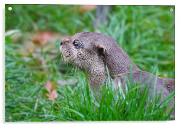 Portrait on an Otter in the grass Acrylic by Simon Marlow