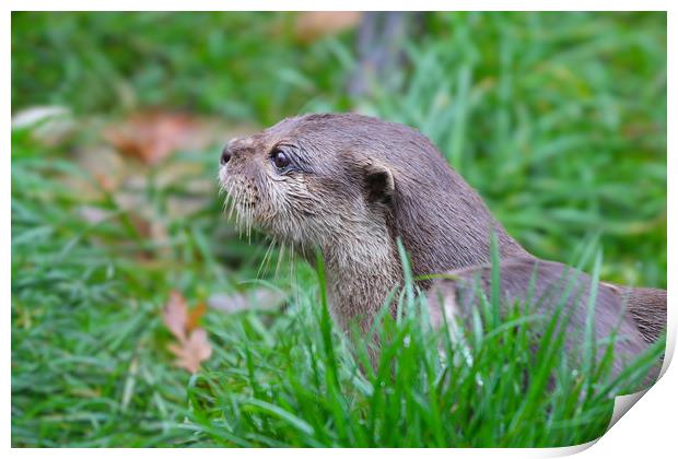 Portrait on an Otter in the grass Print by Simon Marlow