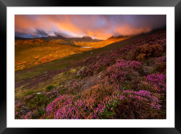 Blooming heathers over the Glyders mountain of Sno Framed Mounted Print by J.Tom L.Photography