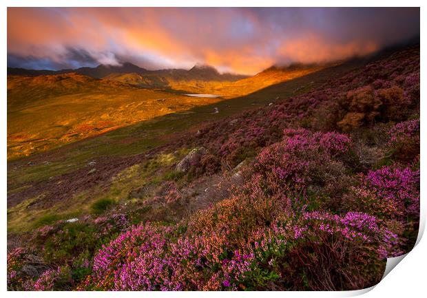 Blooming heathers over the Glyders mountain of Sno Print by J.Tom L.Photography