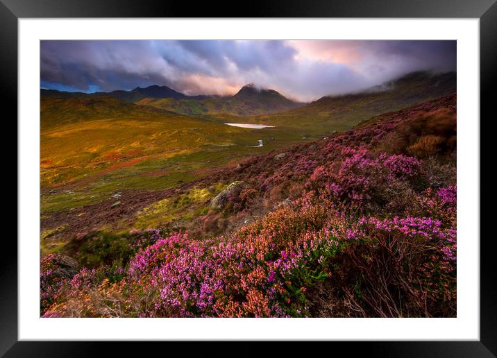 Blooming heathers over the Glyders mountain of Sno Framed Mounted Print by J.Tom L.Photography
