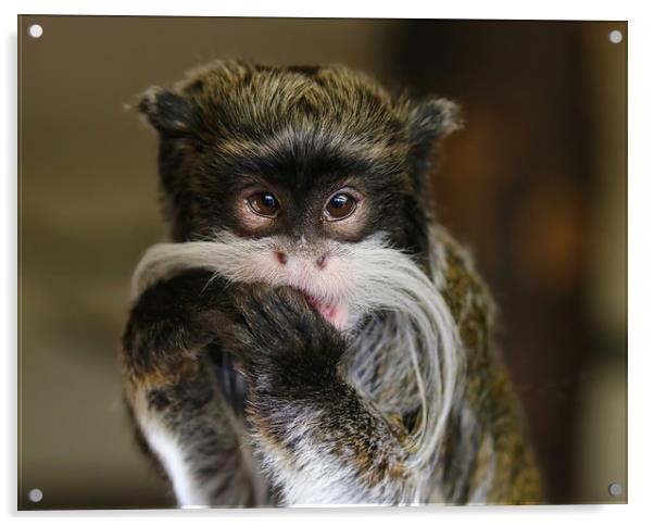 Young Emperor Tamarin Monkey Acrylic by Simon Marlow