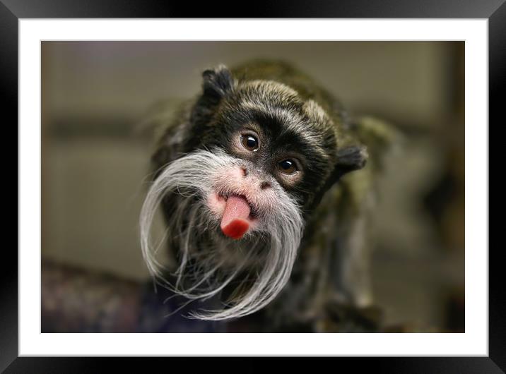 Playful Emperor Tamarin Monkey Framed Mounted Print by Simon Marlow