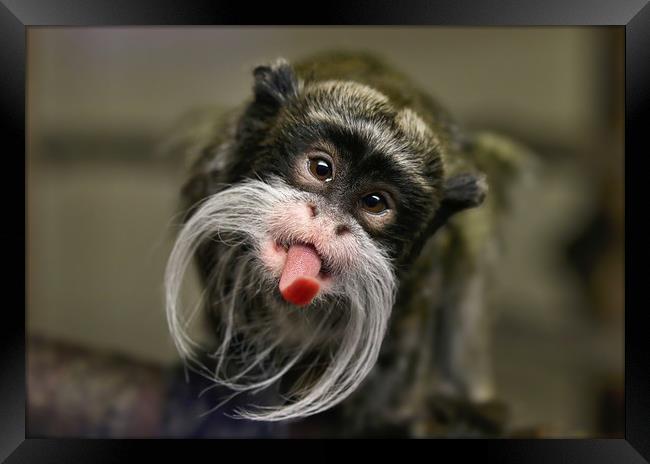 Playful Emperor Tamarin Monkey Framed Print by Simon Marlow