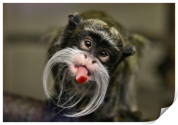 Playful Emperor Tamarin Monkey Print by Simon Marlow