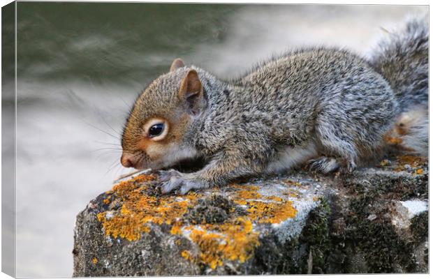 Adorable Grey Squirrel in its Habitat Canvas Print by Simon Marlow