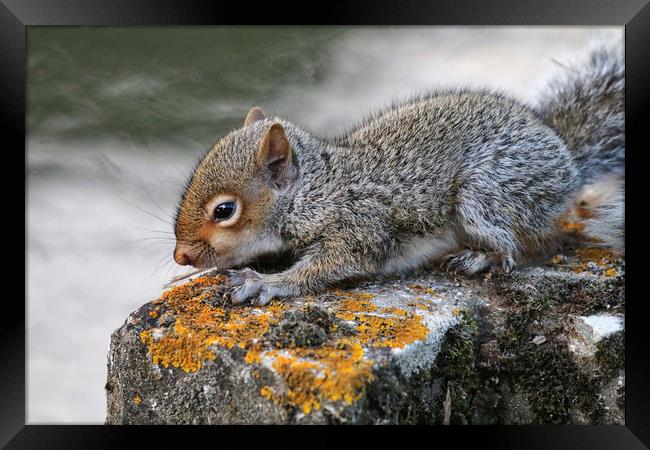 Adorable Grey Squirrel in its Habitat Framed Print by Simon Marlow