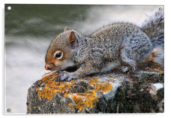Adorable Grey Squirrel in its Habitat Acrylic by Simon Marlow