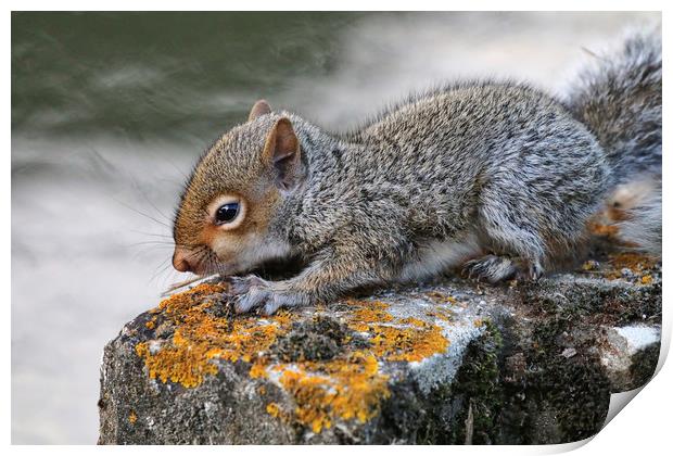 Adorable Grey Squirrel in its Habitat Print by Simon Marlow