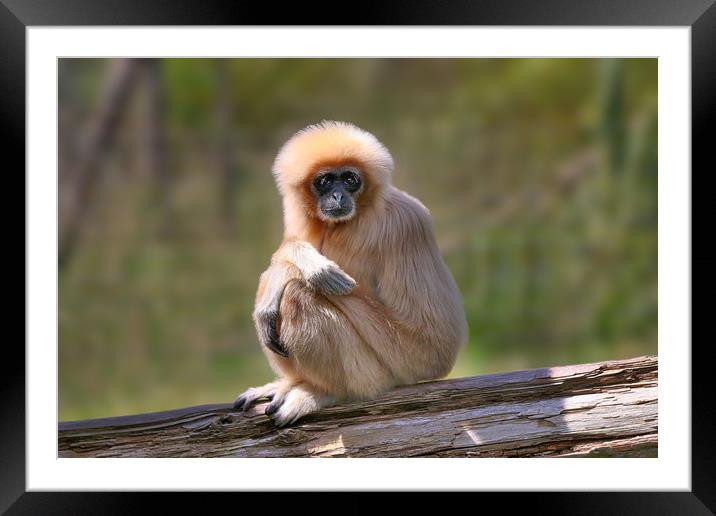 Majestic White Handed Gibbon Framed Mounted Print by Simon Marlow