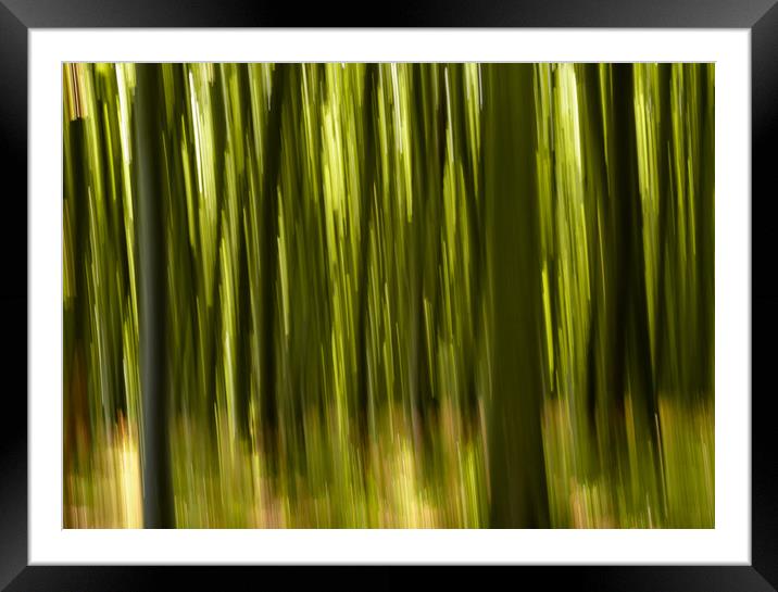 Jasmund Beech Panned Framed Mounted Print by DiFigiano Photography