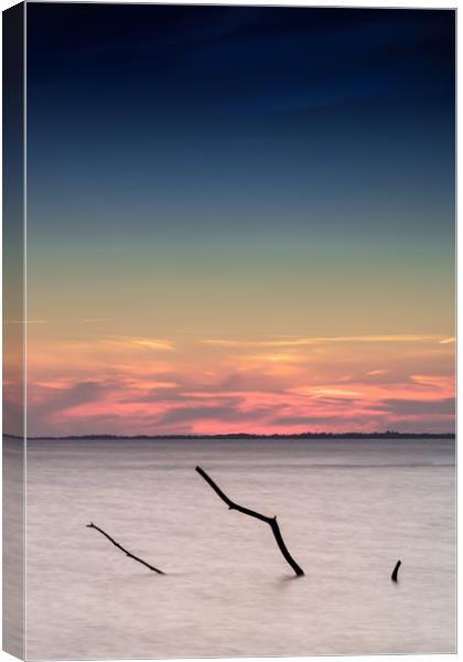 Lohme Driftwood Canvas Print by DiFigiano Photography