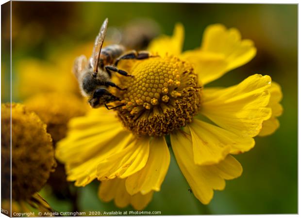 Helenium and Honey Bee 1 Canvas Print by Angela Cottingham