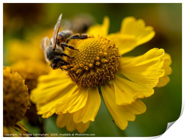 Helenium and Honey Bee 1 Print by Angela Cottingham