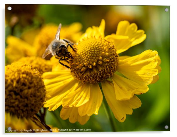 Helenium and Honey Bee 2 Acrylic by Angela Cottingham