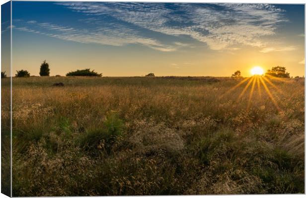 Sunset on the Heath Canvas Print by DiFigiano Photography