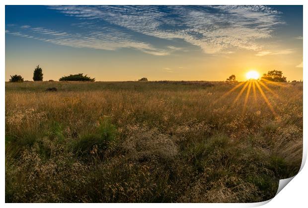 Sunset on the Heath Print by DiFigiano Photography