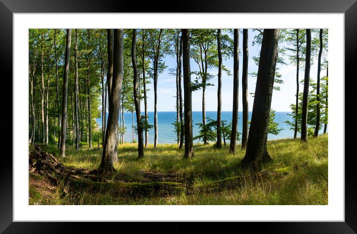 Jasmund Beech Framed Mounted Print by DiFigiano Photography