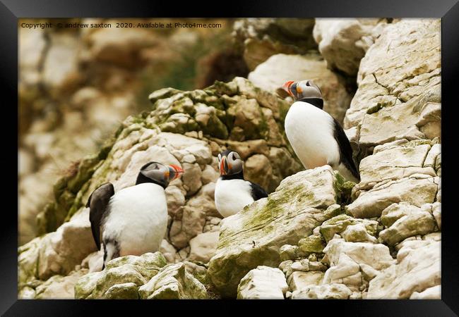 ODD ONE OUT Framed Print by andrew saxton