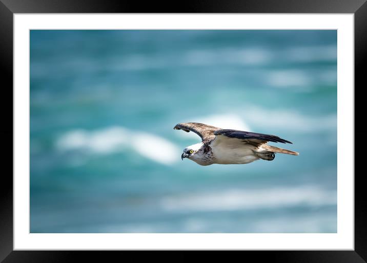 Osprey Cruise Control Framed Mounted Print by Pete Evans
