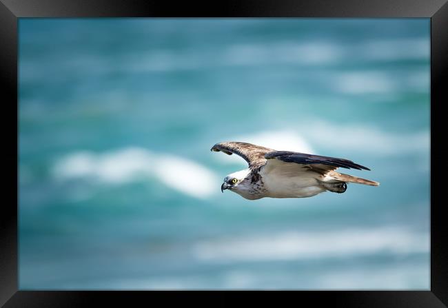 Osprey Cruise Control Framed Print by Pete Evans