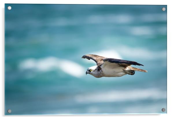 Osprey Cruise Control Acrylic by Pete Evans