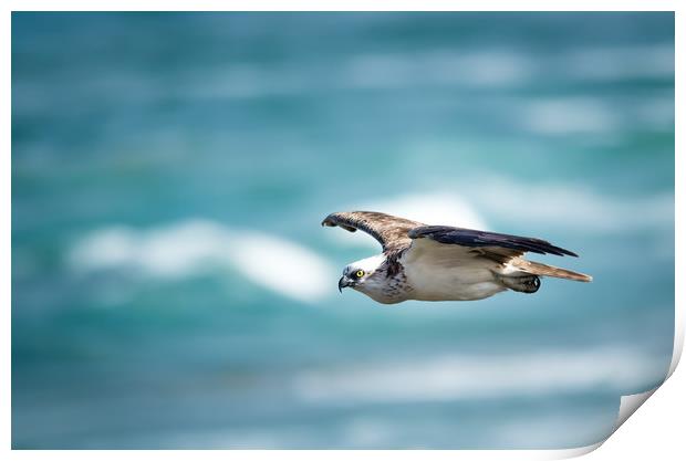 Osprey Cruise Control Print by Pete Evans