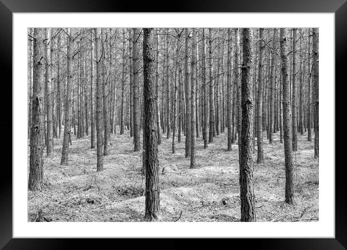 Muritz Conifers Framed Mounted Print by DiFigiano Photography