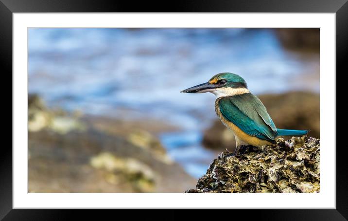 Sacred Kingfisher Framed Mounted Print by Pete Evans