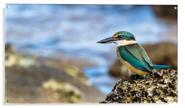 Sacred Kingfisher Acrylic by Pete Evans