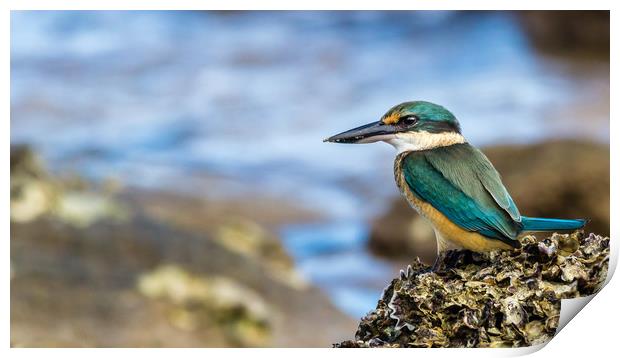 Sacred Kingfisher Print by Pete Evans