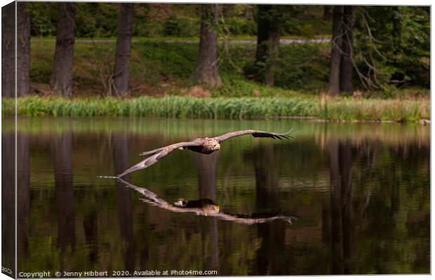 White Tailed Eagle skims the lake Canvas Print by Jenny Hibbert