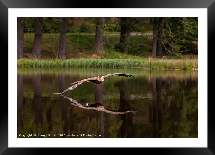 White Tailed Eagle skims the lake Framed Mounted Print by Jenny Hibbert