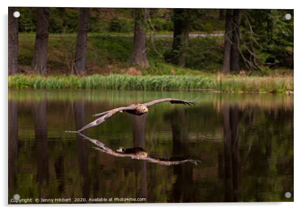 White Tailed Eagle skims the lake Acrylic by Jenny Hibbert