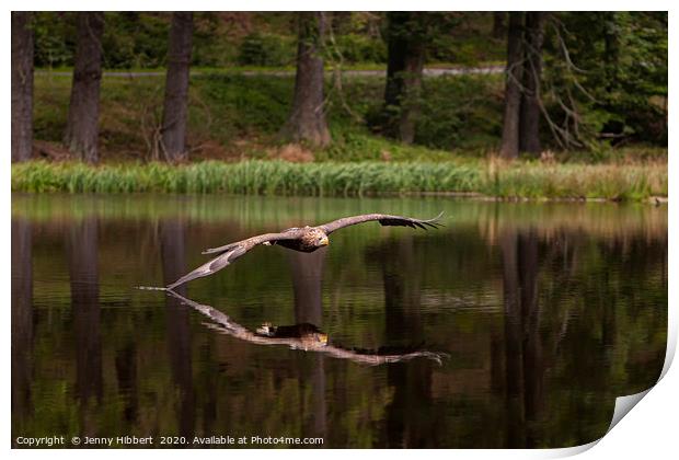White Tailed Eagle skims the lake Print by Jenny Hibbert