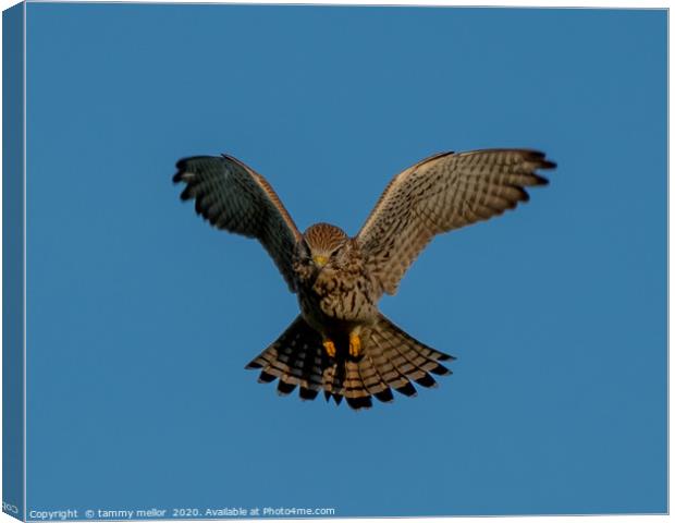 Majestic Kestrel Hunting on Moorlands Canvas Print by tammy mellor