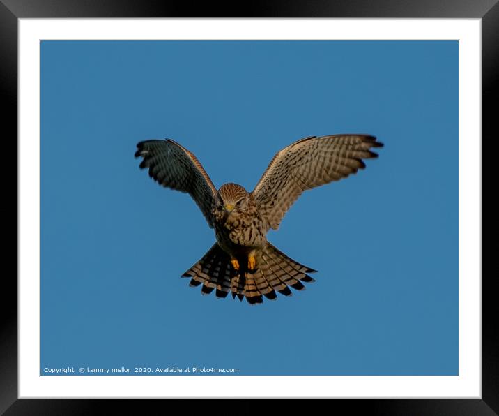 Majestic Kestrel Hunting on Moorlands Framed Mounted Print by tammy mellor