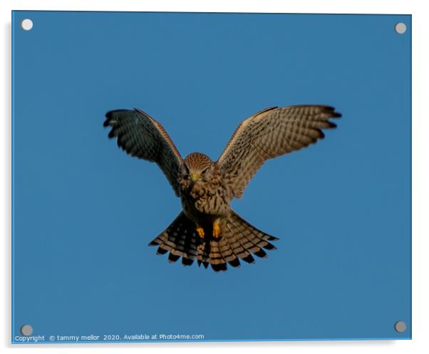 Majestic Kestrel Hunting on Moorlands Acrylic by tammy mellor