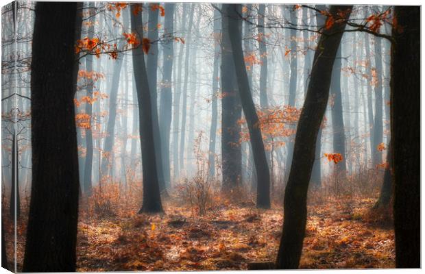 Foggy day in a oak forest Canvas Print by Arpad Radoczy