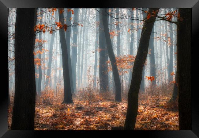 Foggy day in a oak forest Framed Print by Arpad Radoczy