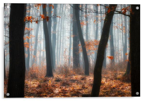 Foggy day in a oak forest Acrylic by Arpad Radoczy