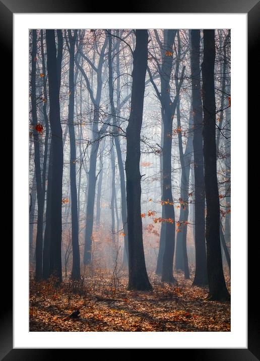 Foggy day in a oak forest Framed Mounted Print by Arpad Radoczy