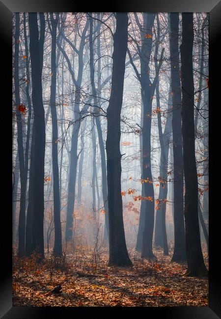 Foggy day in a oak forest Framed Print by Arpad Radoczy