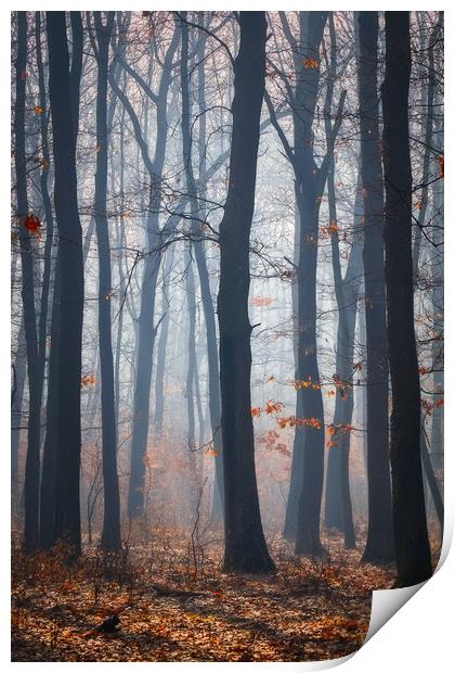 Foggy day in a oak forest Print by Arpad Radoczy