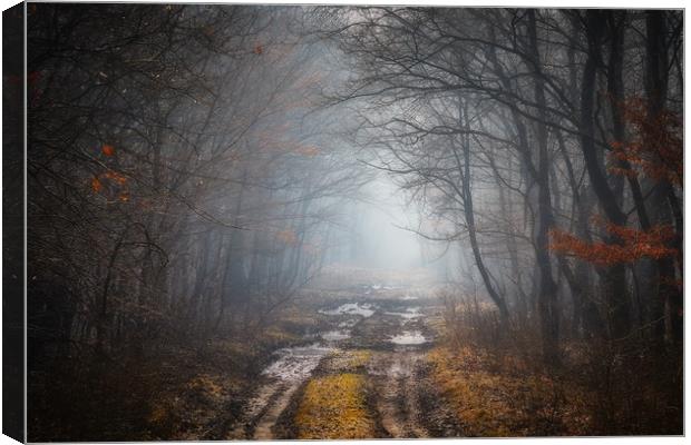 Road in a oak forest Canvas Print by Arpad Radoczy