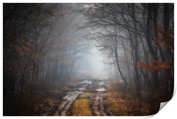 Road in a oak forest Print by Arpad Radoczy
