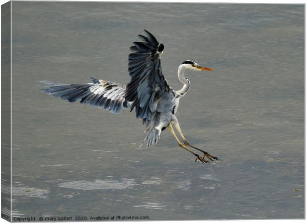 Swooping Heron about to land Canvas Print by mary spiteri